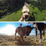 Adjustable Mountain Dog Harness - Go Pug